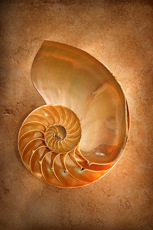 nautilus shell